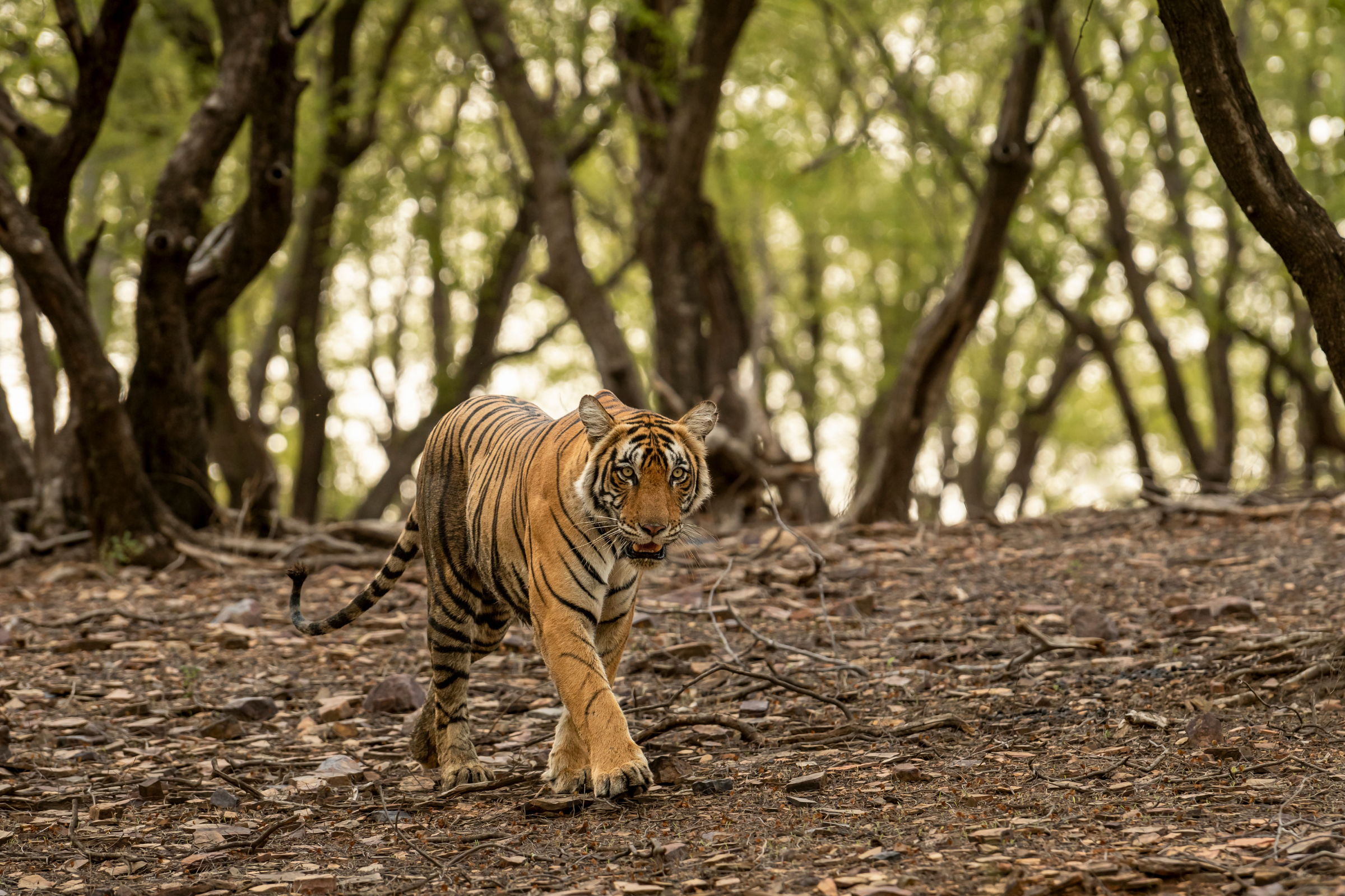 ranthambore national park.webp